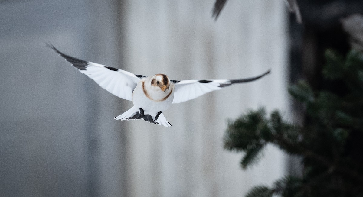 sněhule severní - ML648552201