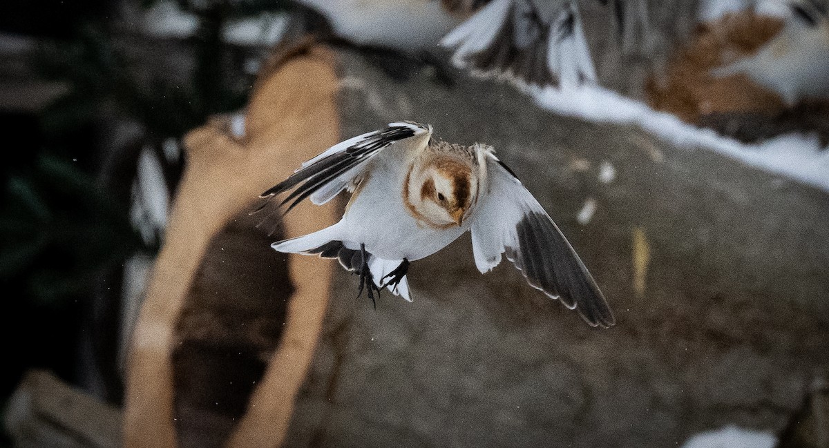 sněhule severní - ML648552204