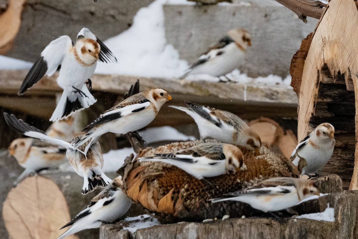 sněhule severní - ML648552205