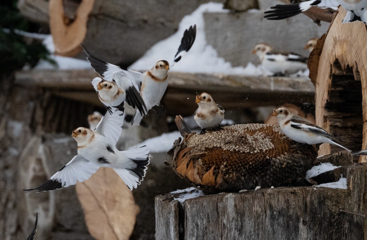 sněhule severní - ML648552207