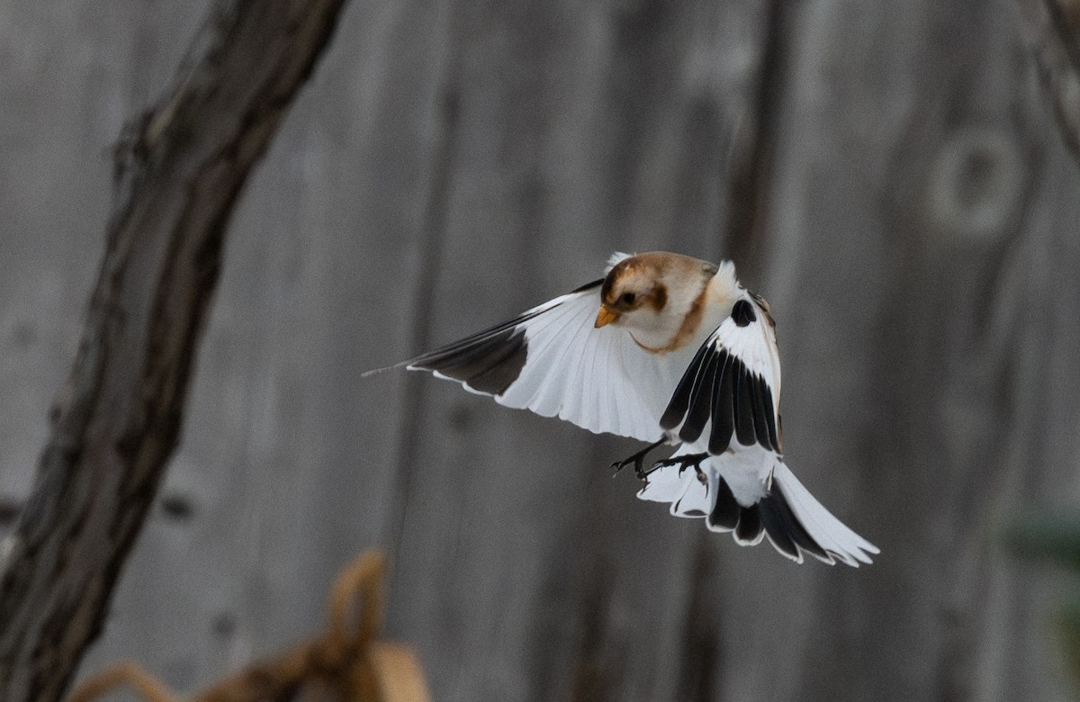 sněhule severní - ML648552220