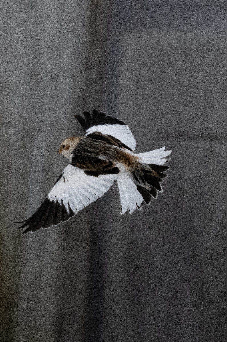 sněhule severní - ML648552221