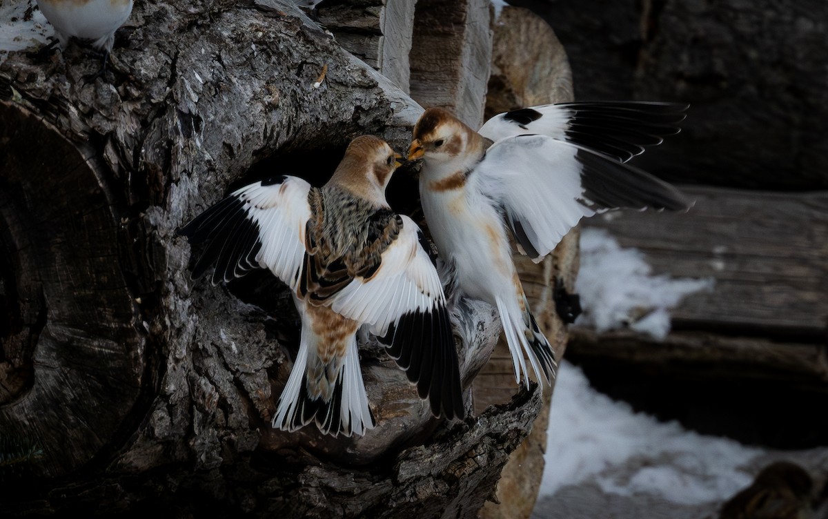 sněhule severní - ML648552223