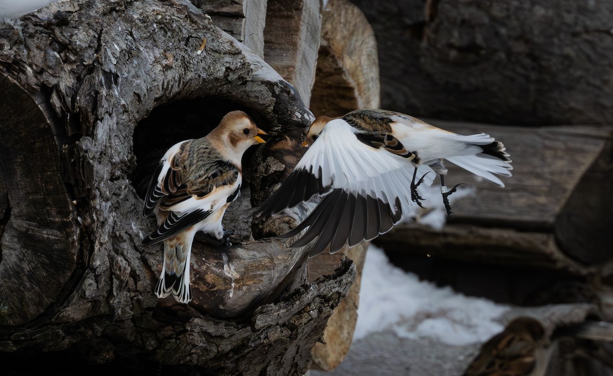 sněhule severní - ML648552225