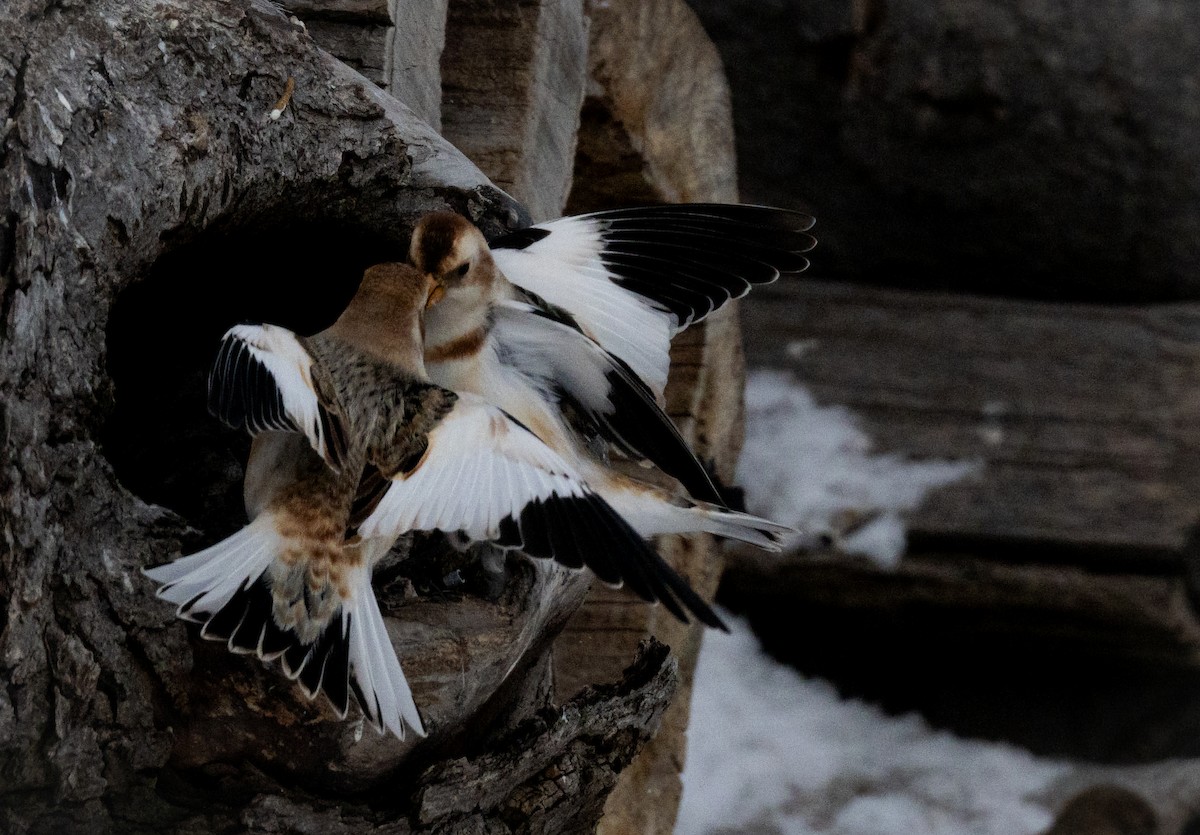 sněhule severní - ML648552227