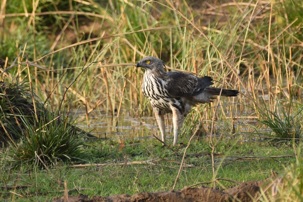 Changeable Hawk-Eagle - ML648552249
