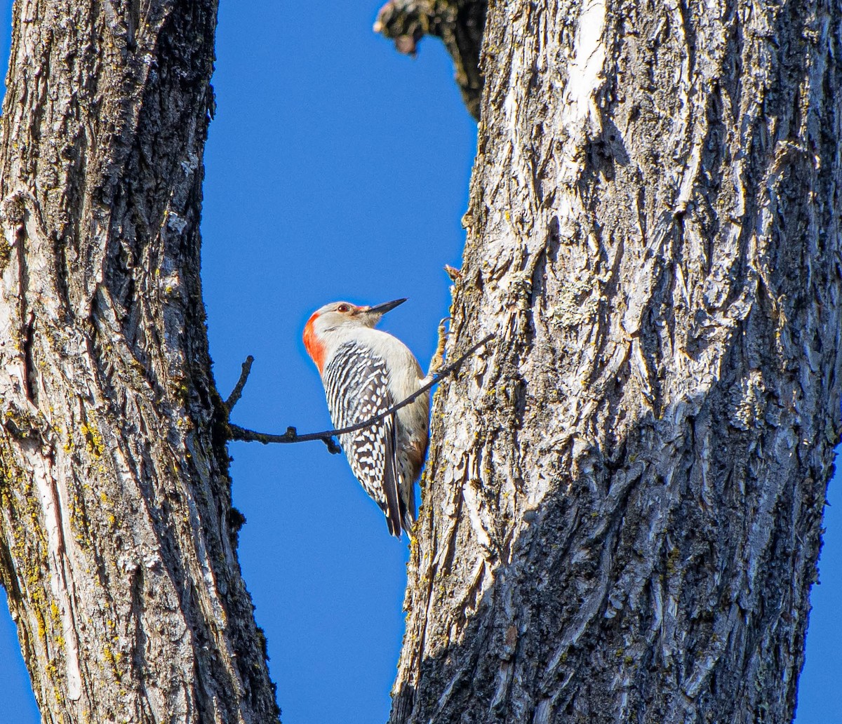Red-bellied Woodpecker - ML648552301