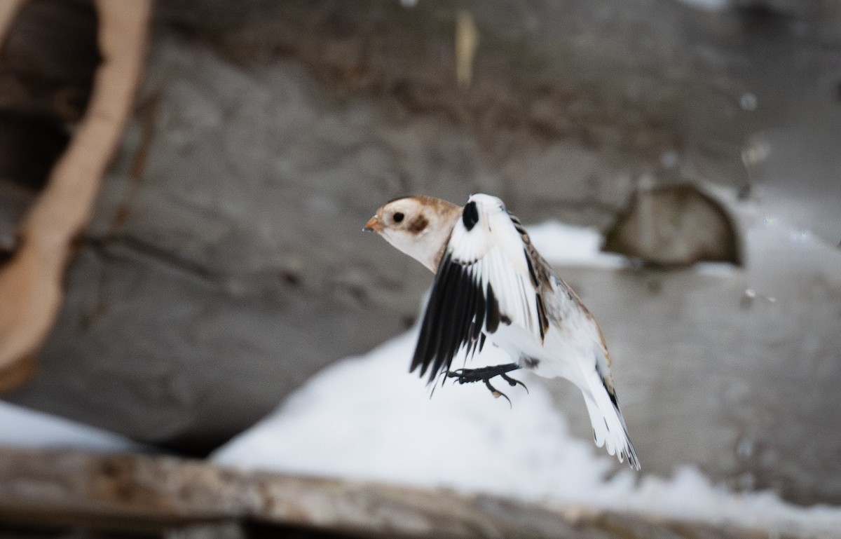 sněhule severní - ML648552304