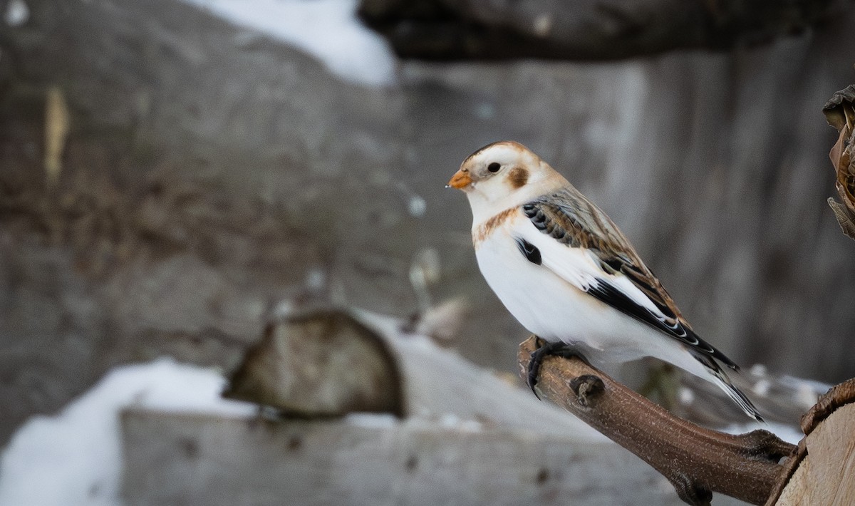 sněhule severní - ML648552305