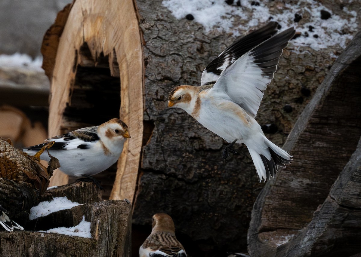 sněhule severní - ML648552306