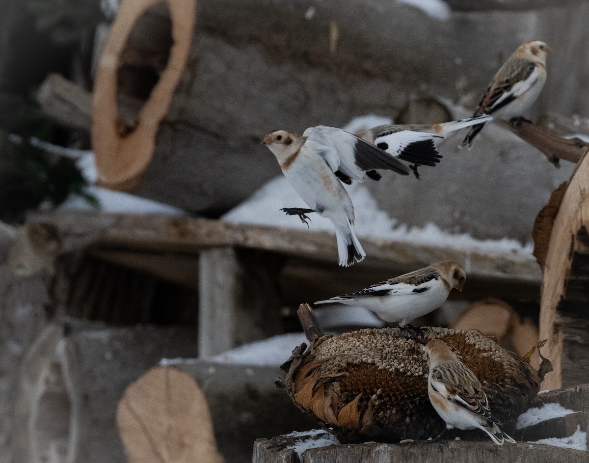 sněhule severní - ML648552307