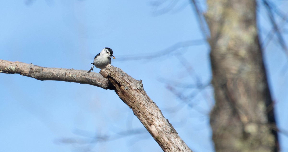 White-breasted Nuthatch - ML648552311
