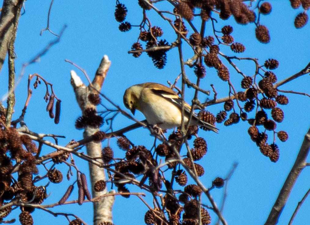 American Goldfinch - ML648552327