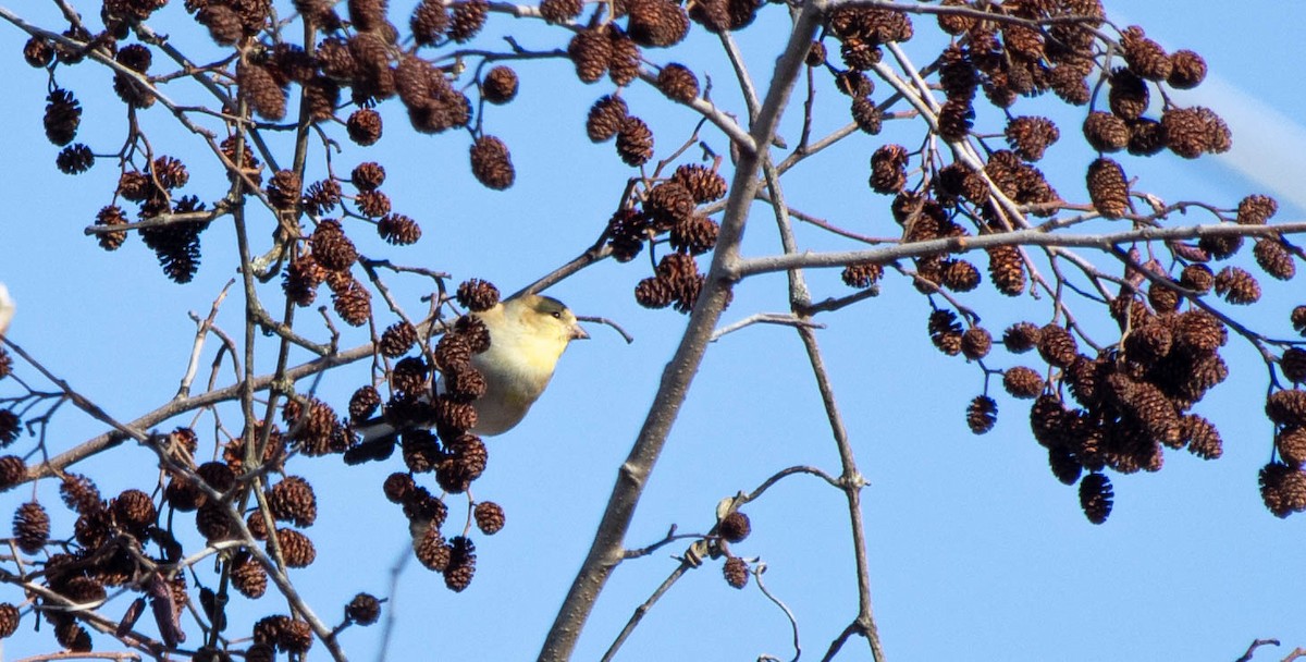 American Goldfinch - ML648552328