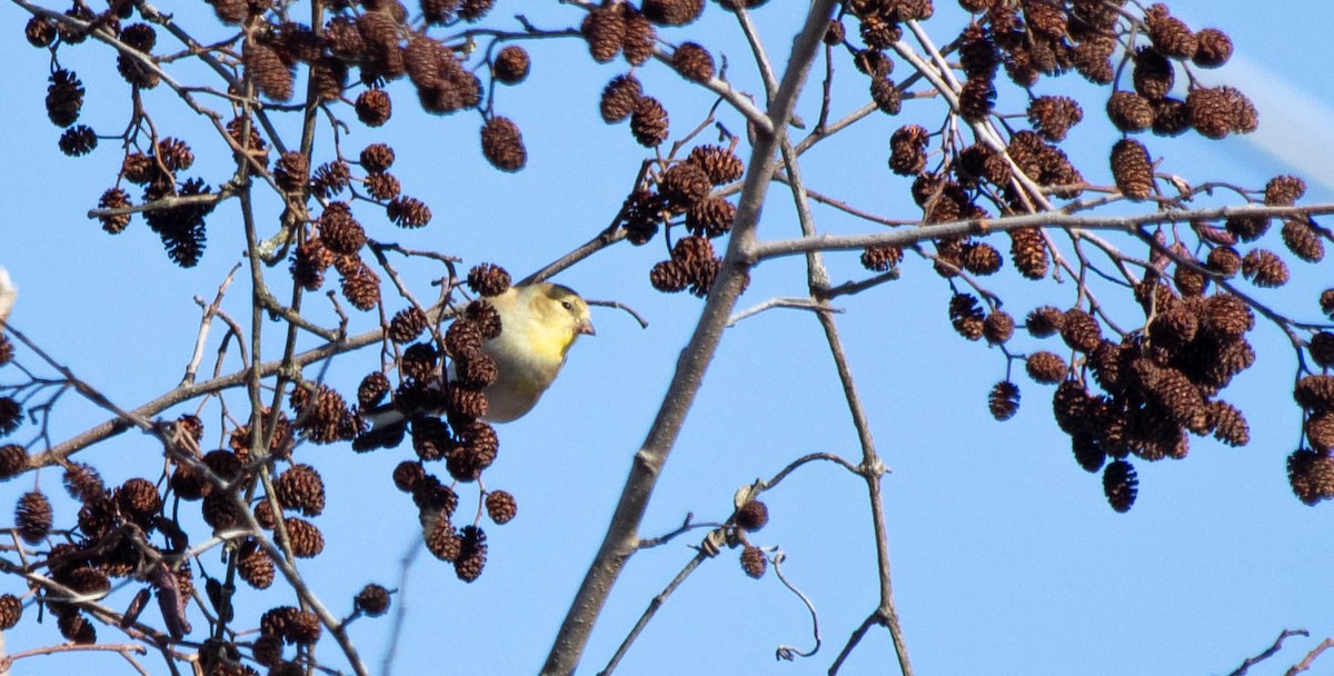 American Goldfinch - ML648552329