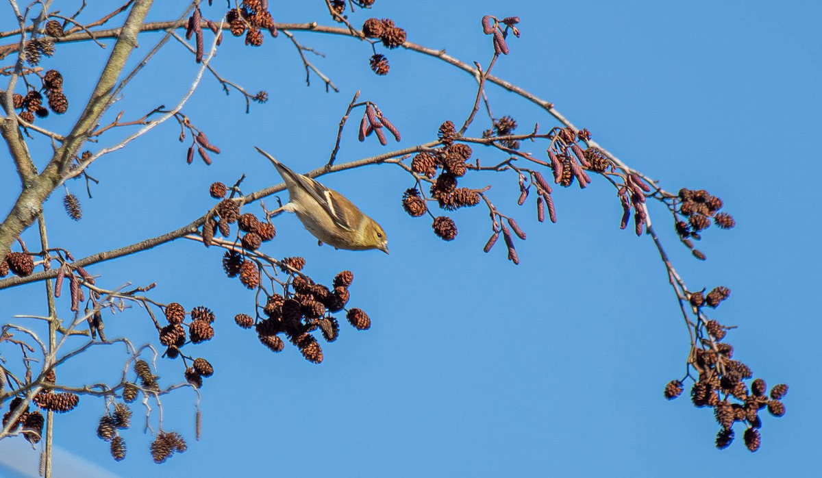 American Goldfinch - ML648552330