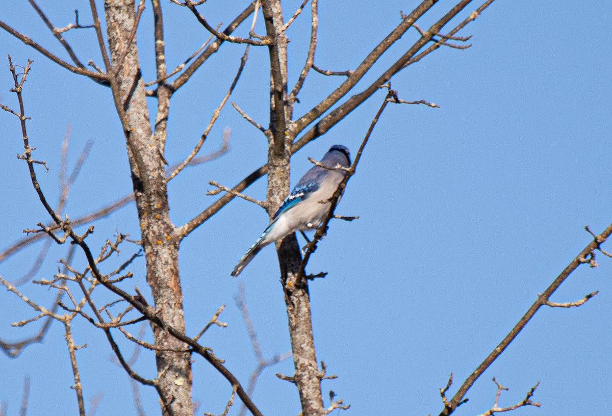 Blue Jay - ML648552385