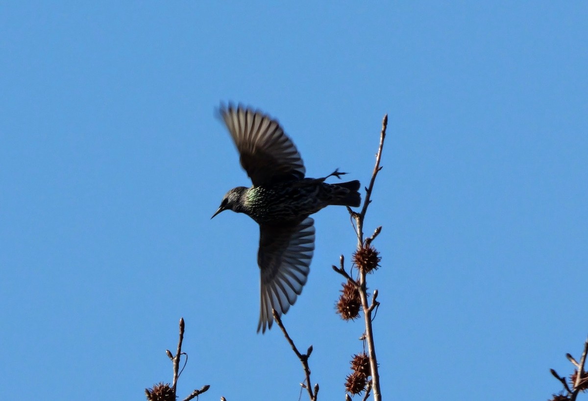 Étourneau sansonnet - ML648552585