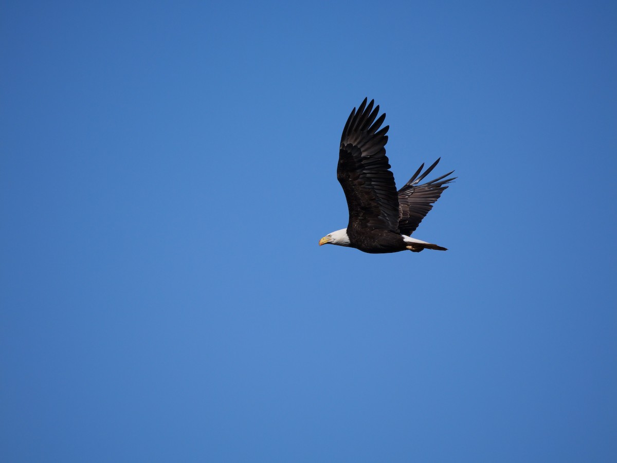 Pygargue à tête blanche - ML648552626