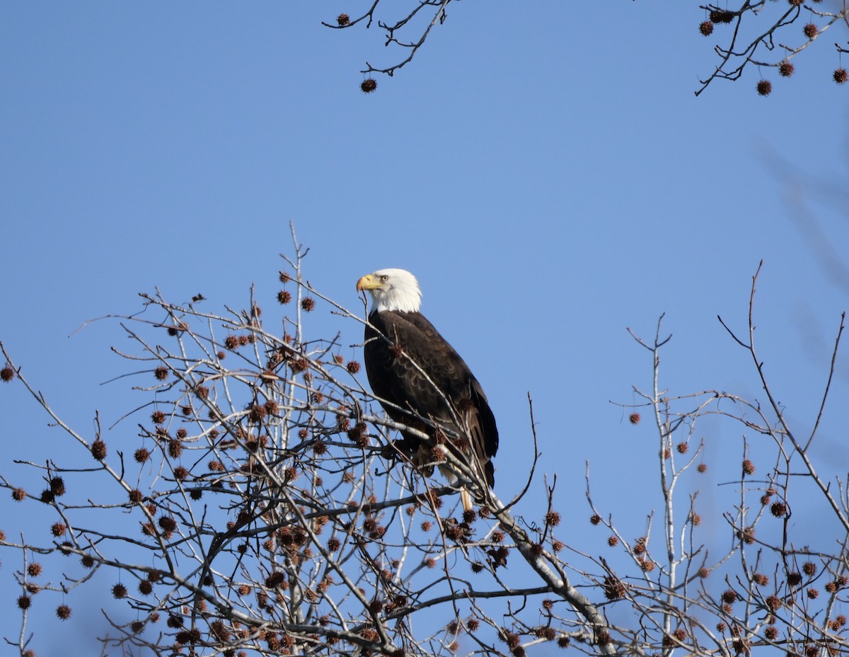 Pygargue à tête blanche - ML648552633