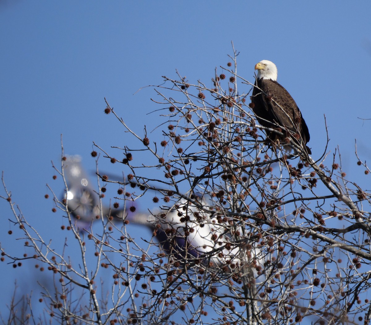 Pygargue à tête blanche - ML648552638