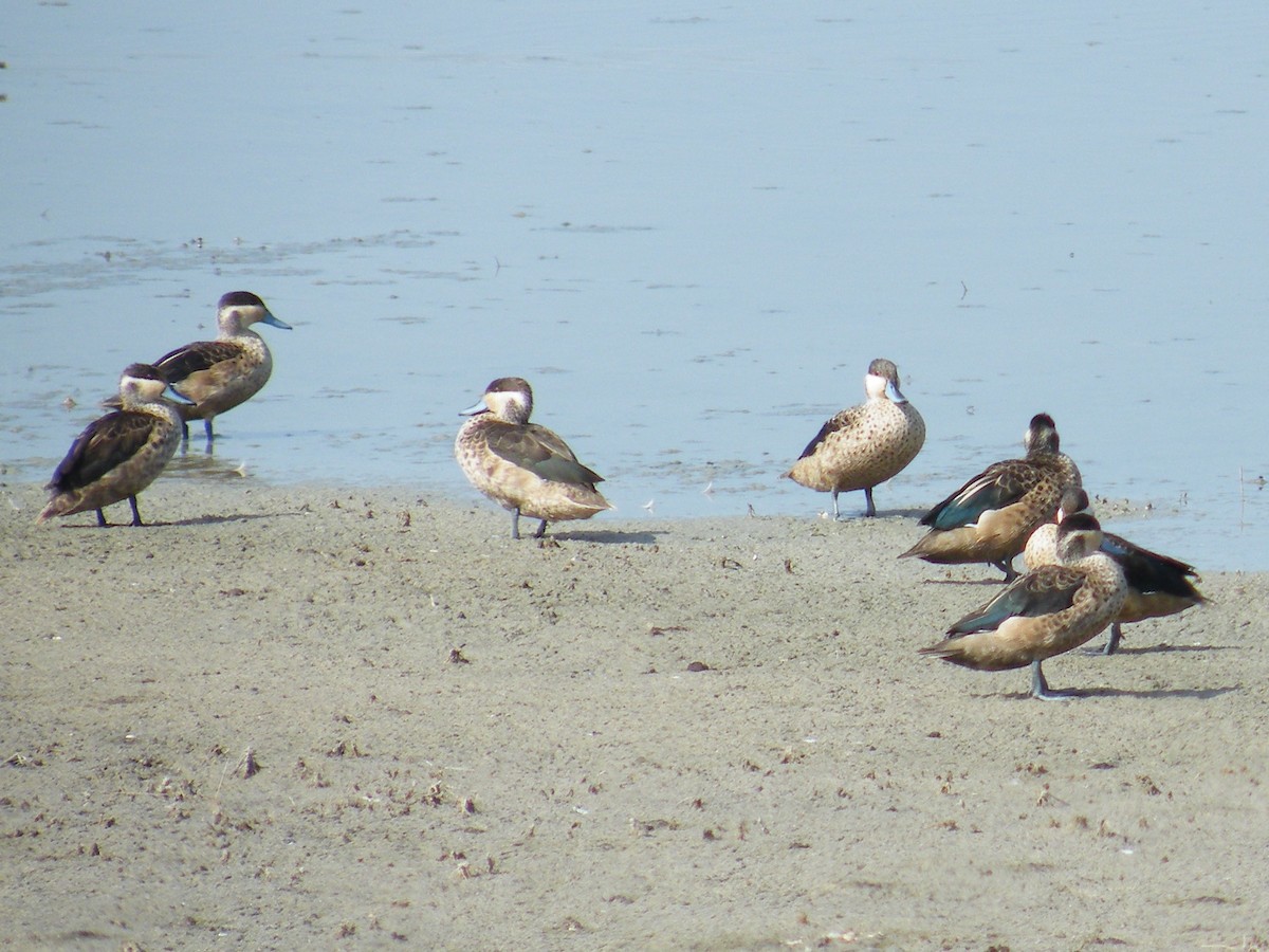 Sarcelle à bec bleu - ML648552659