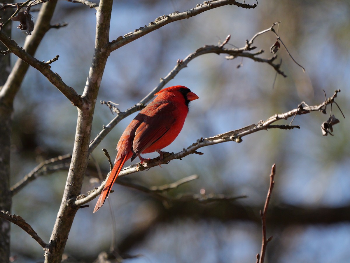 Cardinal rouge - ML648552666