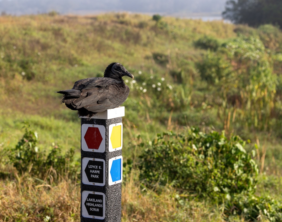 Zopilote Negro - ML648552788