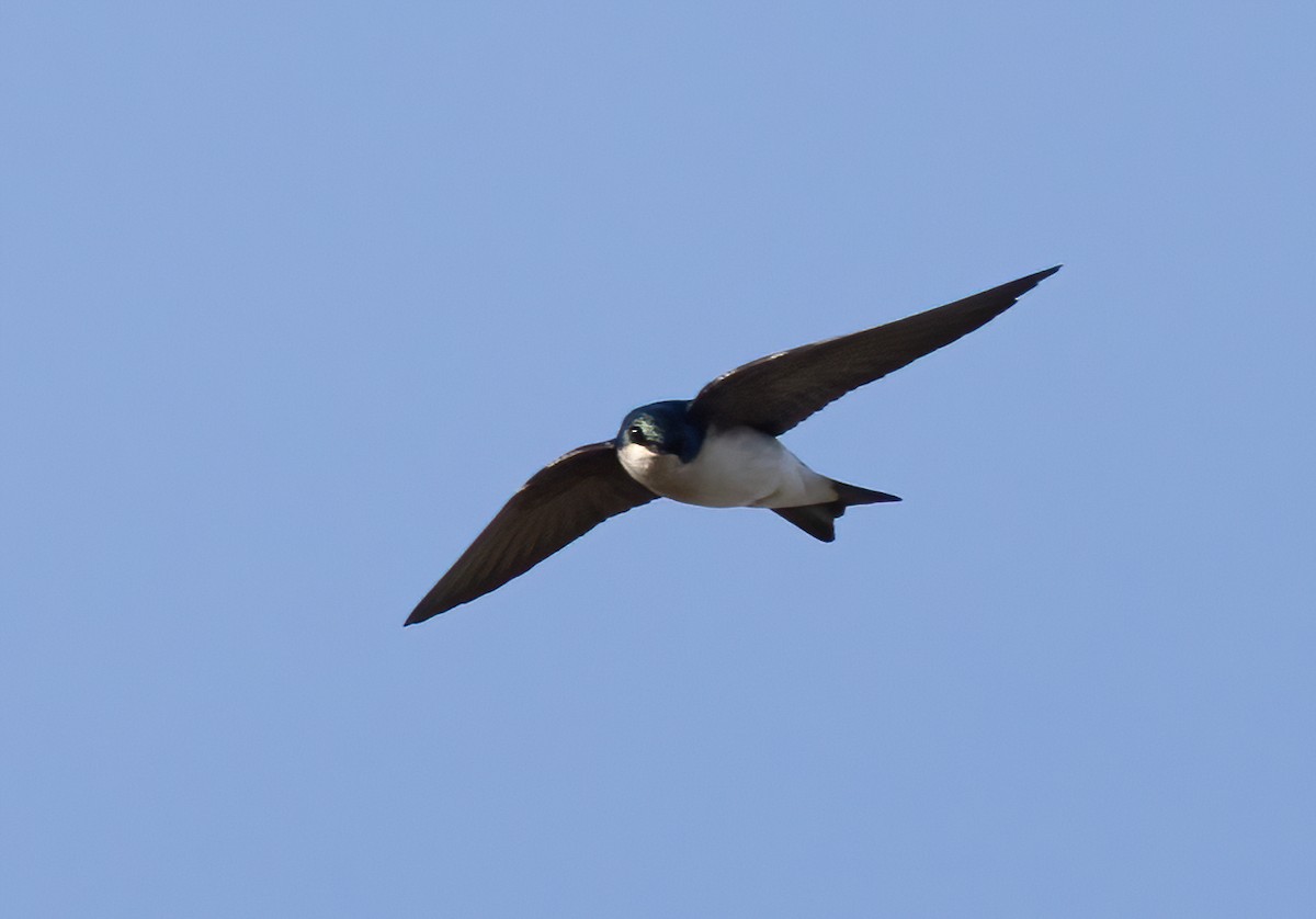 Golondrina Bicolor - ML648552807