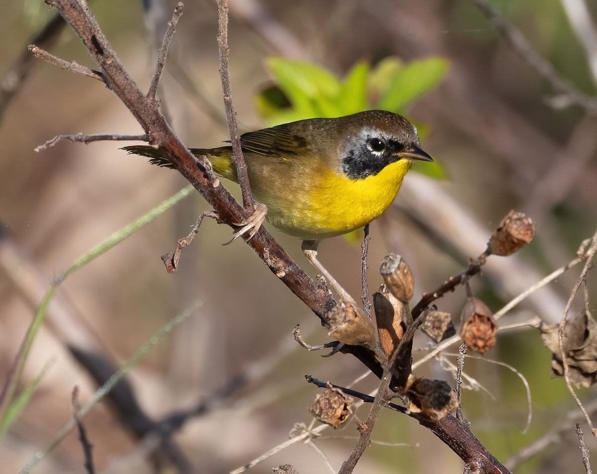 Mascarita Común - ML648552830