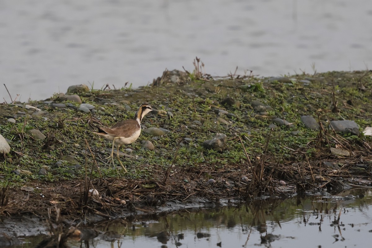 Jacana Colilarga - ML648552851