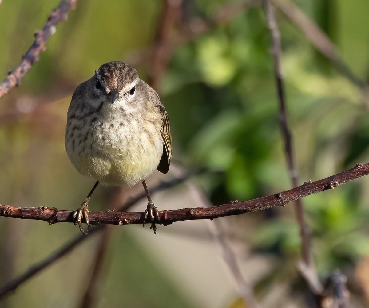 Reinita Palmera - ML648552861