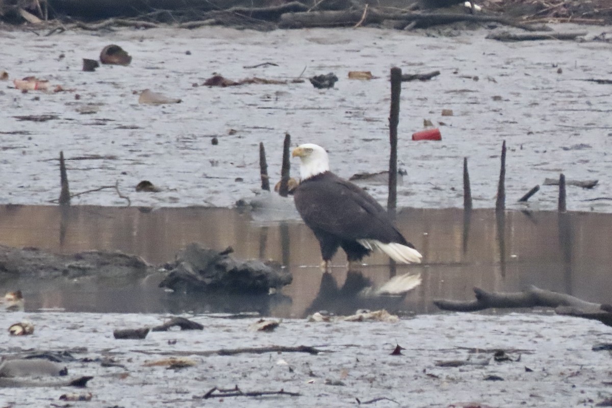 Weißkopf-Seeadler - ML648552958