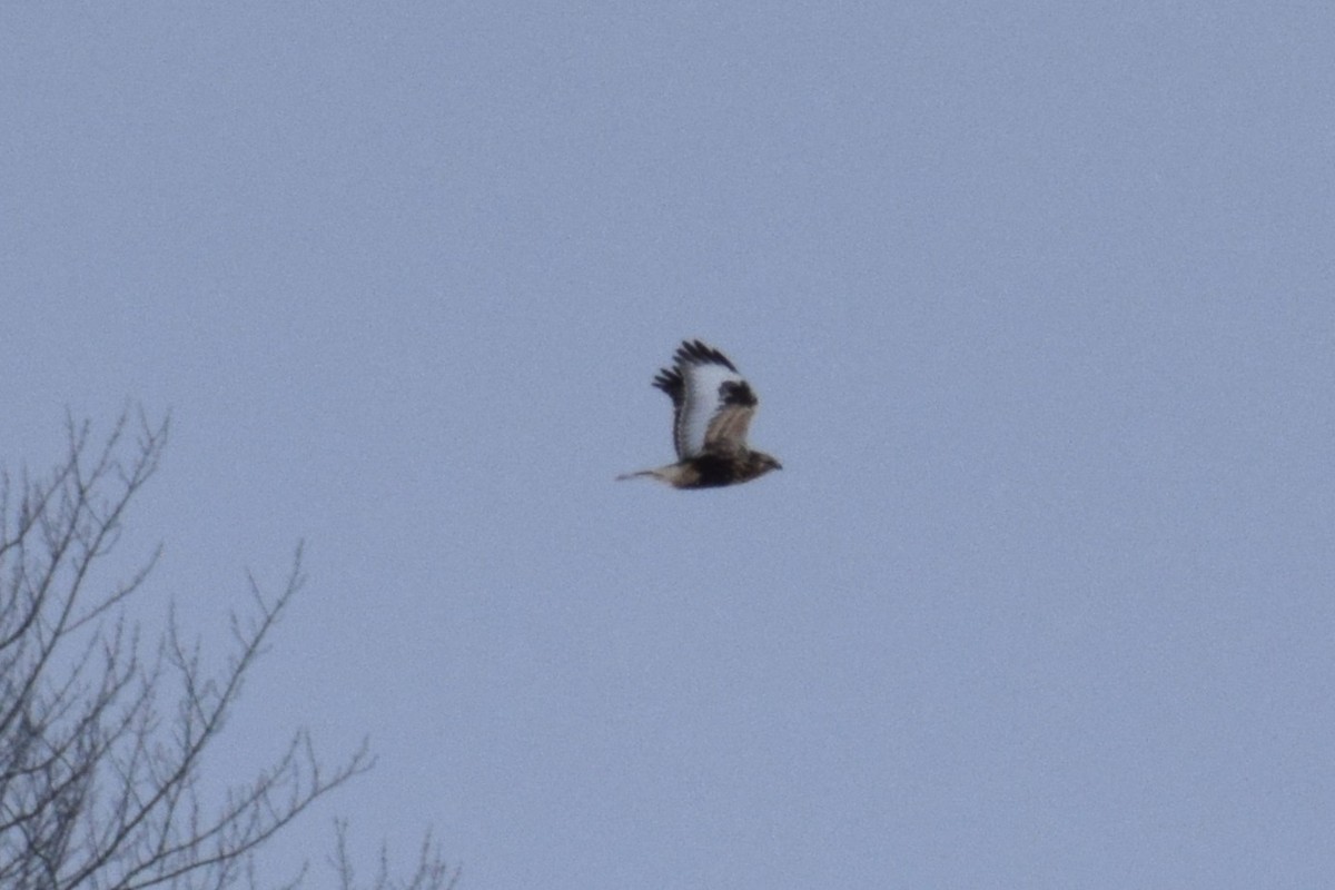 Rough-legged Hawk - ML648553181