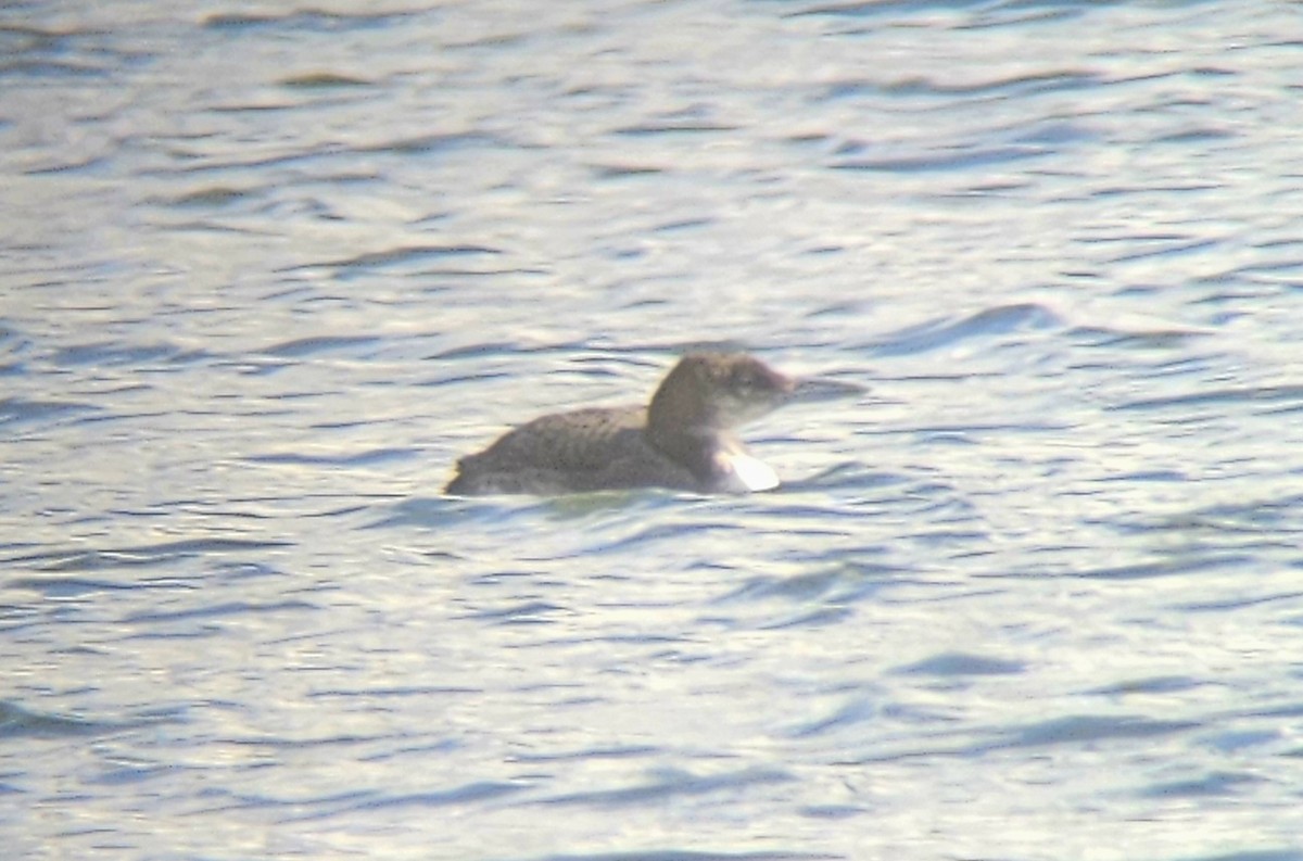 ハシグロアビ - ML648553210