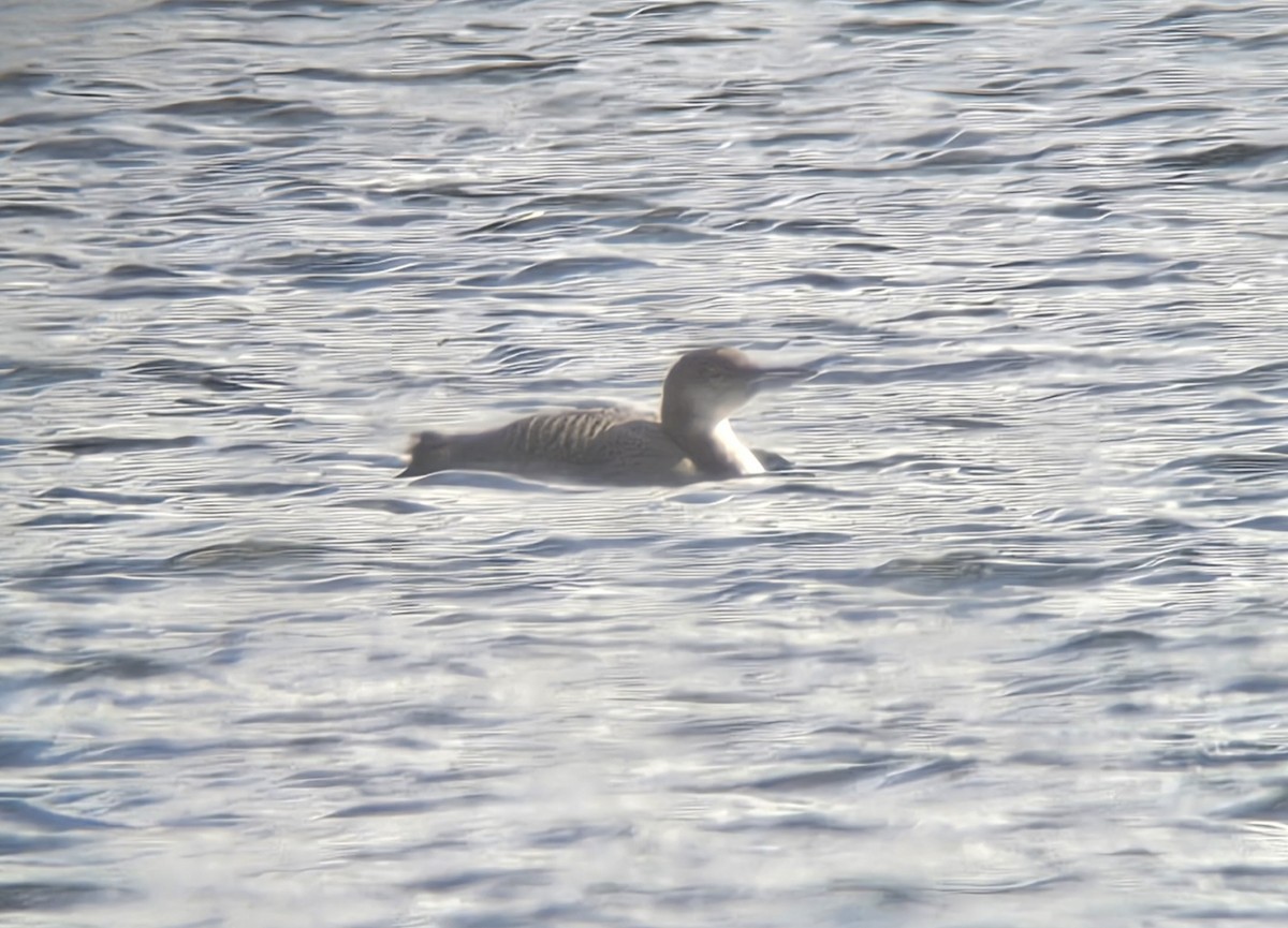 ハシグロアビ - ML648553212