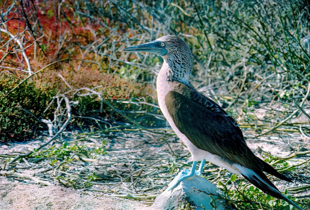 Blue-footed Booby - ML648553317