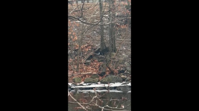 アメリカヤマセミ - ML648553449