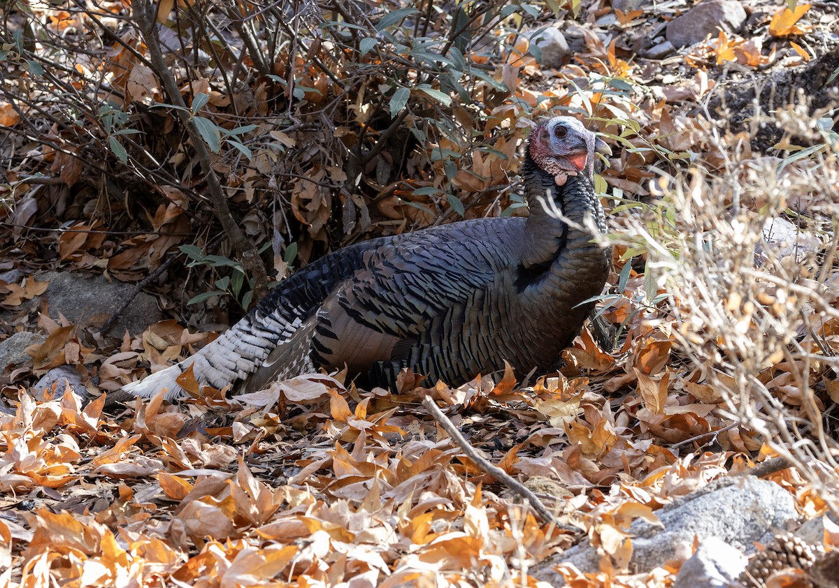 Wild Turkey - ML648553605