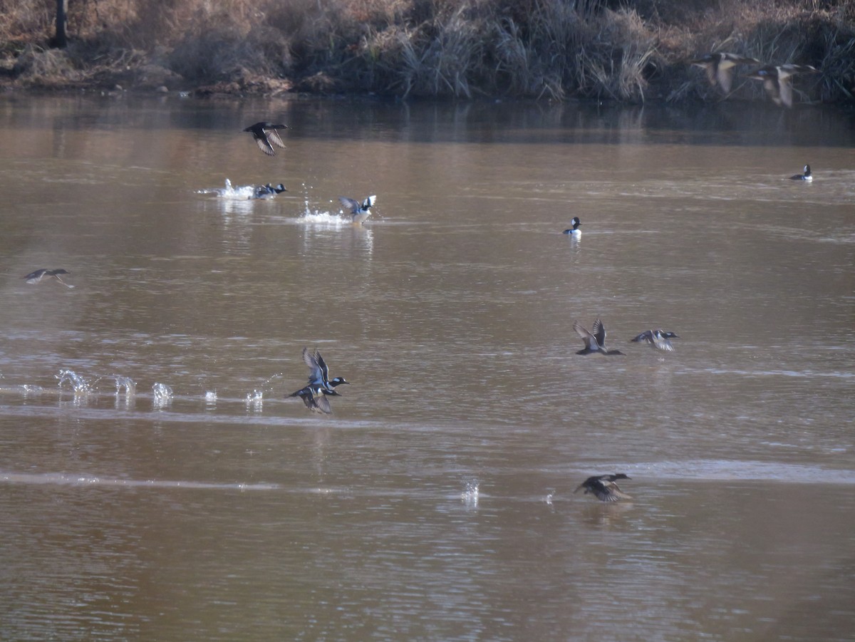 Harle couronné - ML648553731