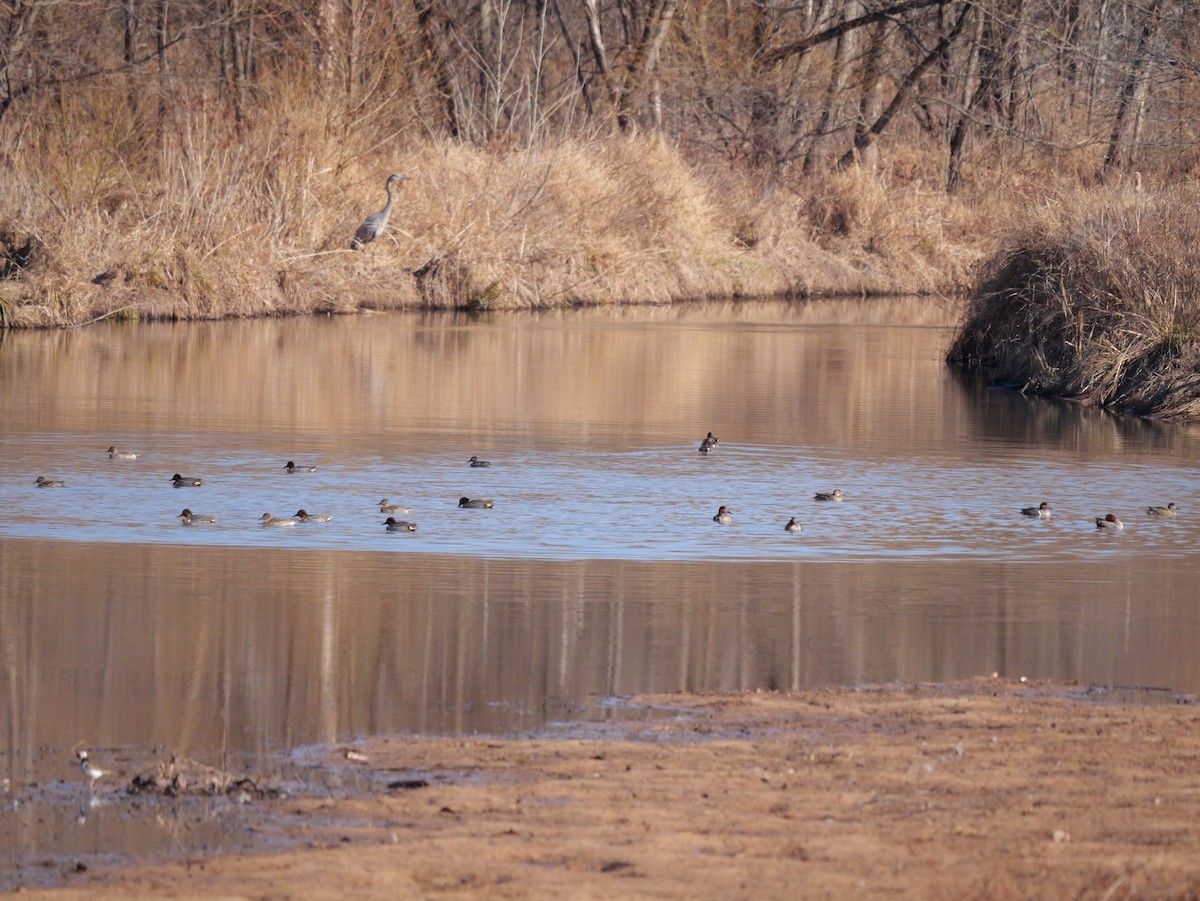 Sarcelle d'hiver - ML648553741