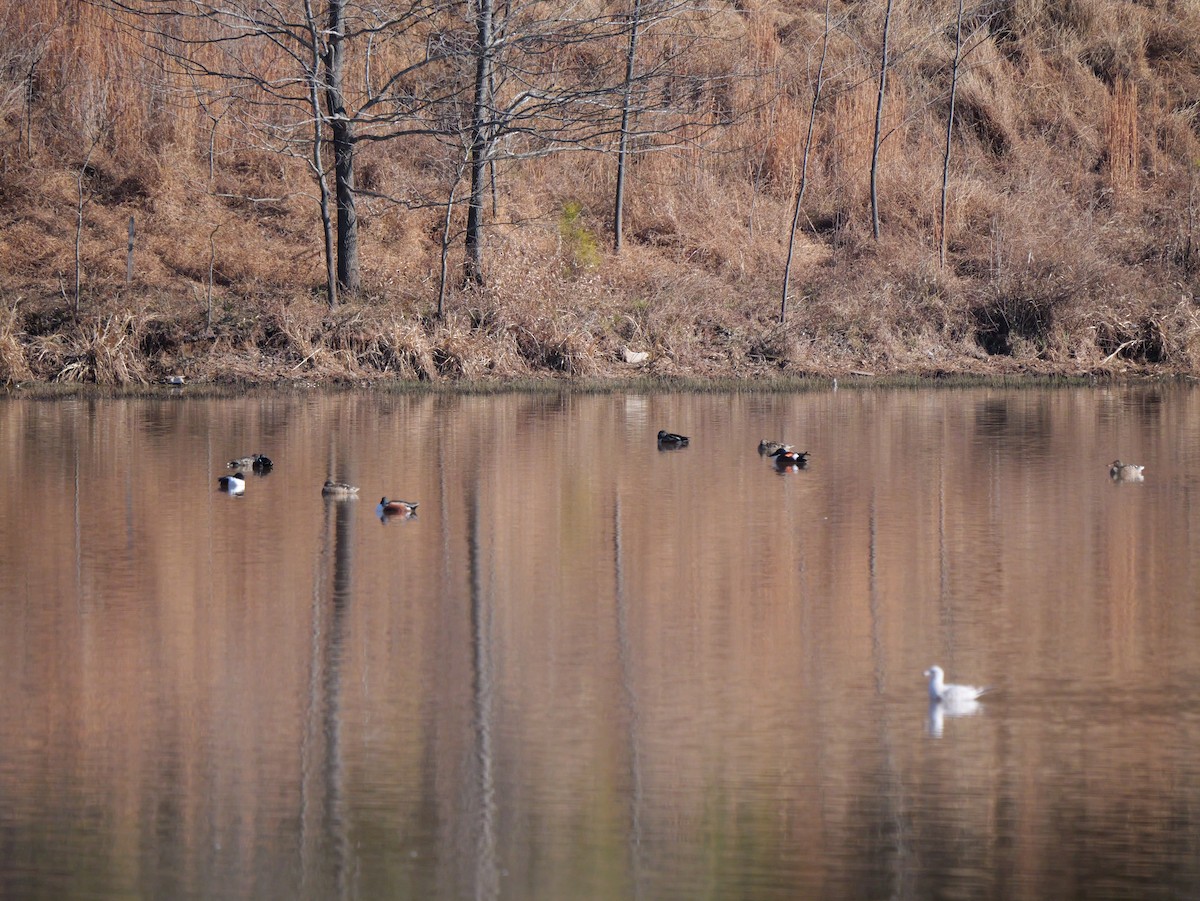 Canard souchet - ML648553750