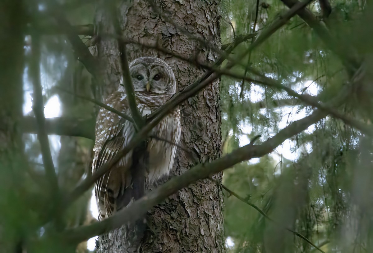 Streifenkauz - ML648553807