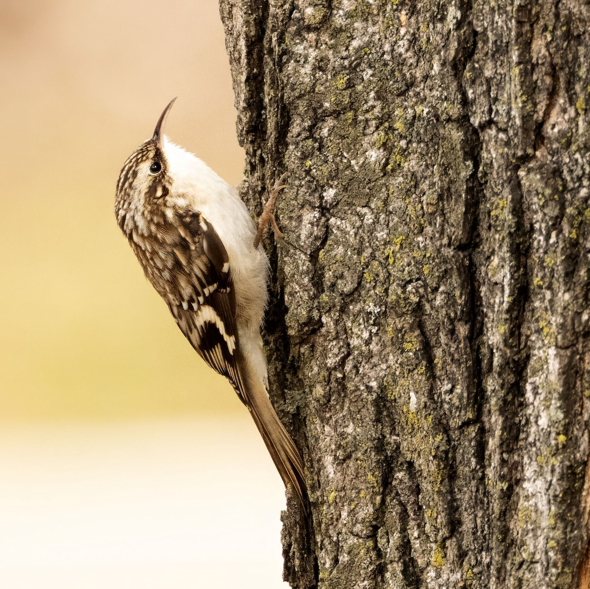 Amerikabaumläufer - ML648553821