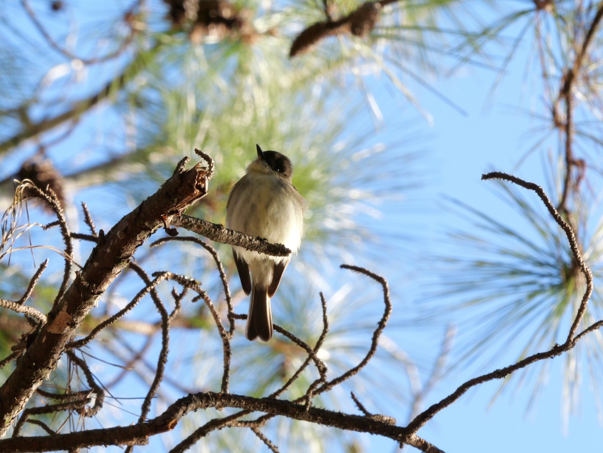 ツキヒメハエトリ - ML648553853