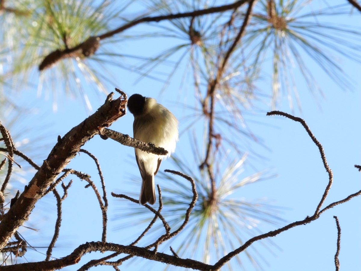 ツキヒメハエトリ - ML648553871