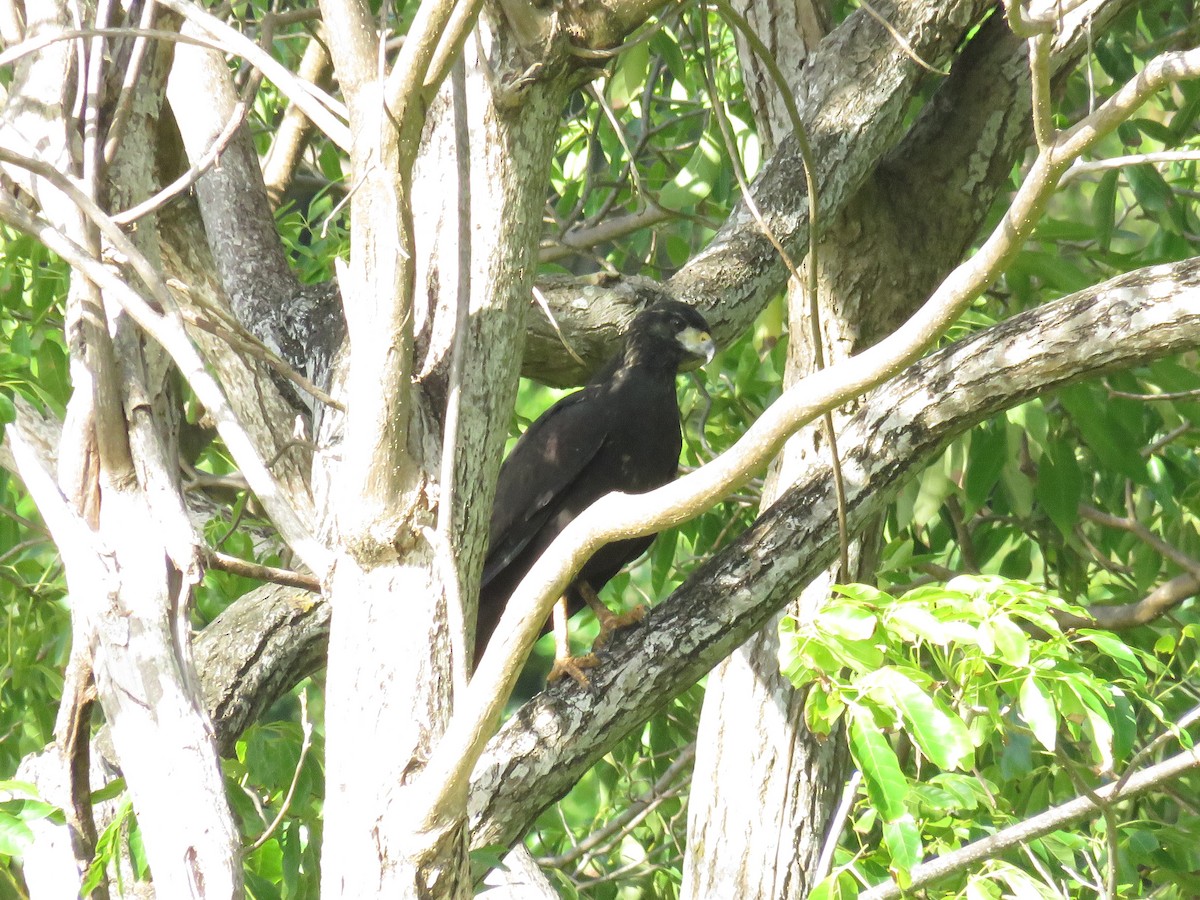 Great Black Hawk - ML648554467