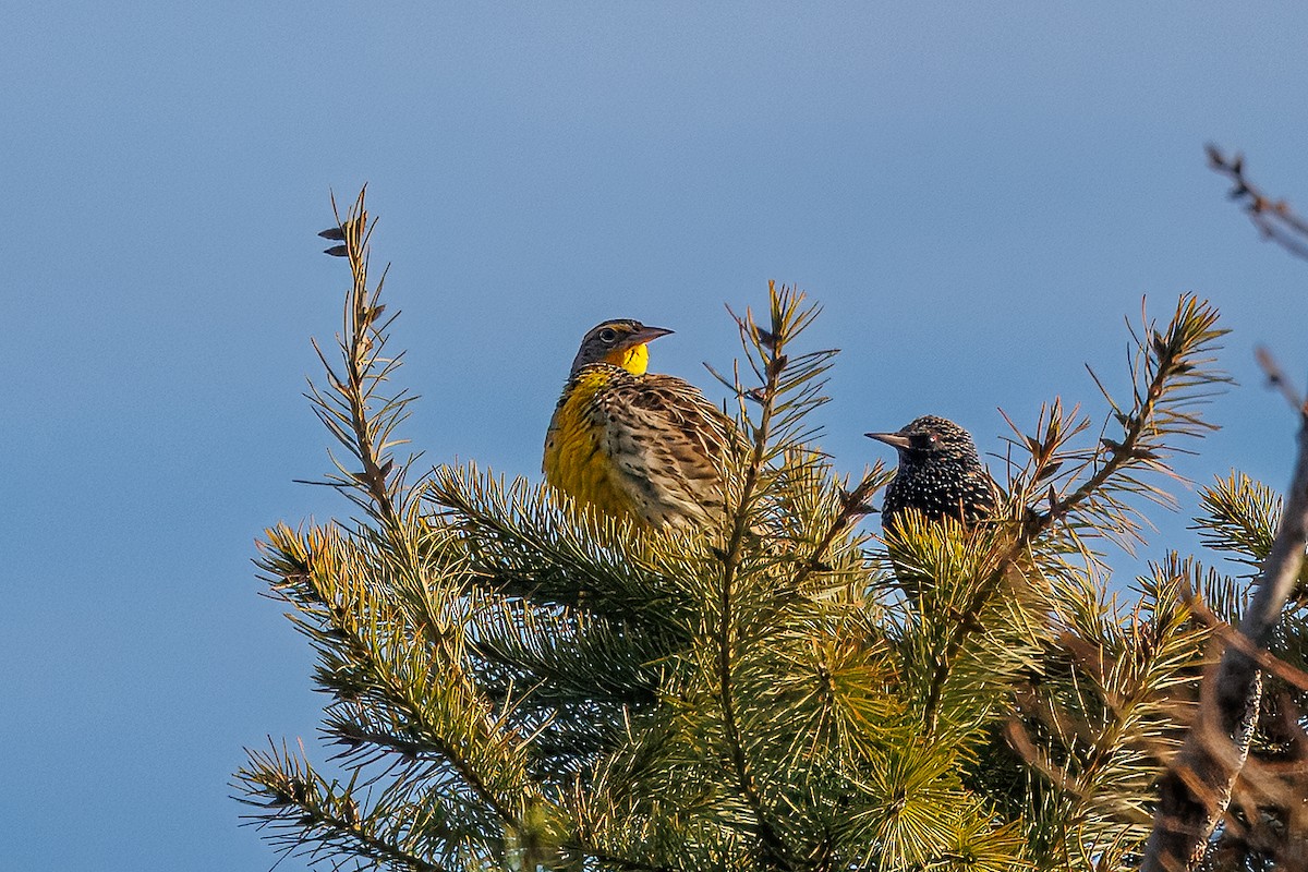 Western Meadowlark - ML648554494