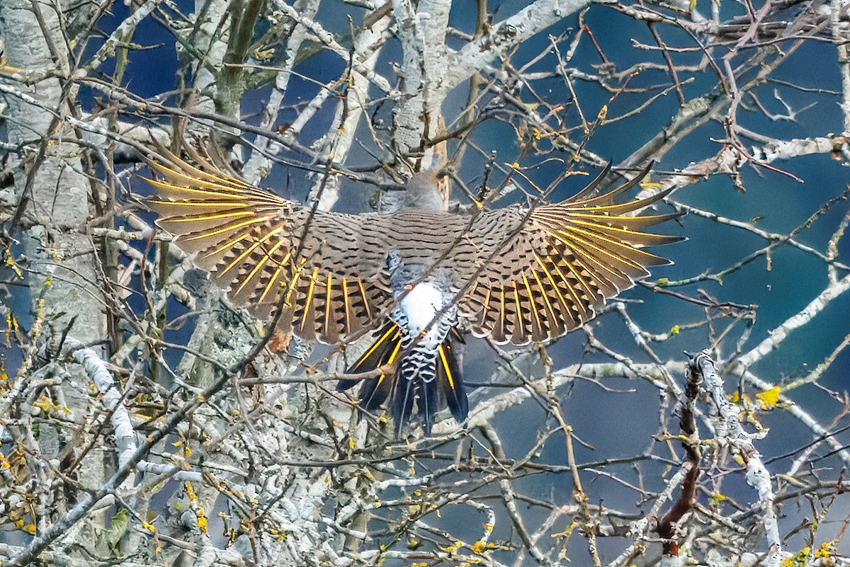 Northern Flicker (Yellow-shafted x Red-shafted) - ML648554505