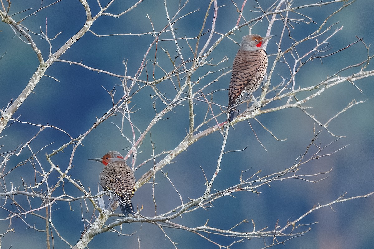 Northern Flicker (Yellow-shafted x Red-shafted) - ML648554512